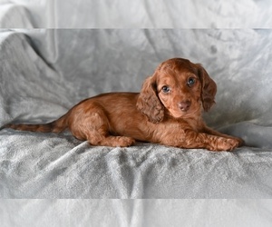 Dachshund Puppy for sale in FREDERICKSBURG, OH, USA