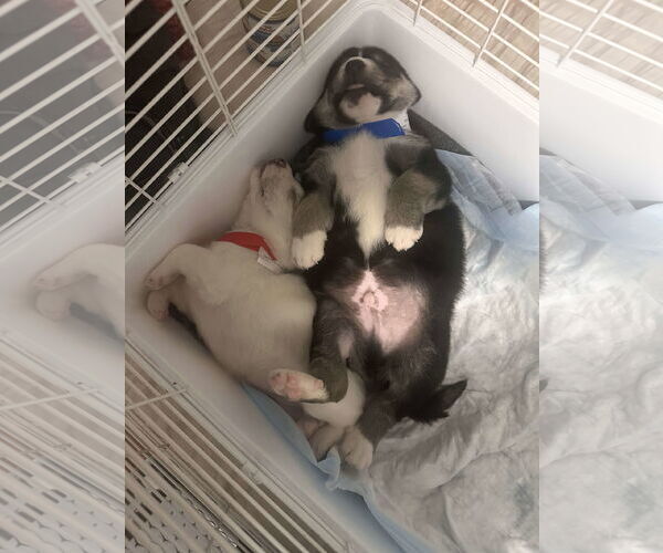Medium Photo #19 Great Pyrenees-Unknown Mix Puppy For Sale in Houston, TX, USA