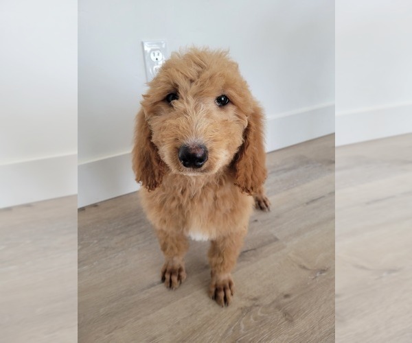 Medium Photo #8 Doodle-Poodle (Standard) Mix Puppy For Sale in NAMPA, ID, USA