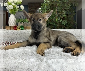 German Shepherd Dog Puppy for sale in GREENFIELD, IN, USA