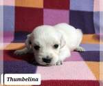Small Photo #31 Golden Retriever Puppy For Sale in AIKEN, SC, USA