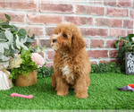 Small #14 Cavapoo (Miniature)