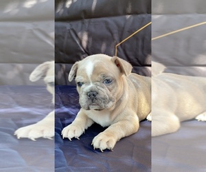 French Bulldog Puppy for sale in COMMERCE, CA, USA