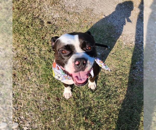 Medium Photo #1 Bulldog-Unknown Mix Puppy For Sale in Rosenberg, TX, USA