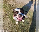 LOLA - Female Bulldog-Unknown Mix Dog for Adoption - Small photo