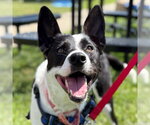 Small #34 Border Collie Mix