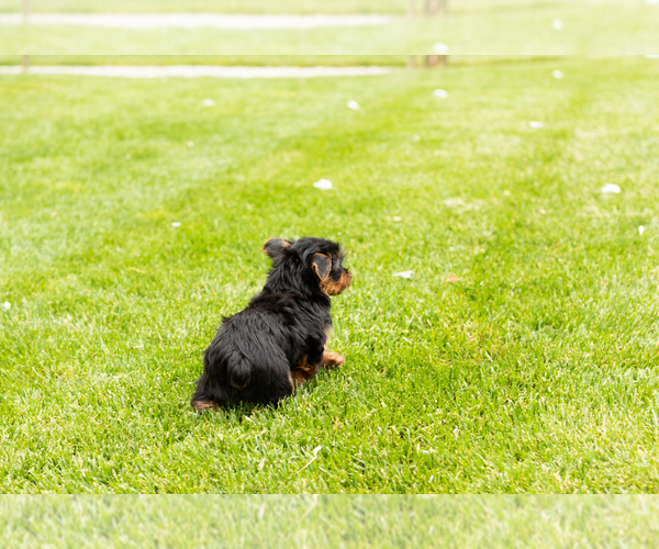 Medium Photo #8 Yorkshire Terrier Puppy For Sale in NAPPANEE, IN, USA