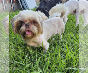 Shih Tzu Dogs for adoption in Dumont, NJ, USA