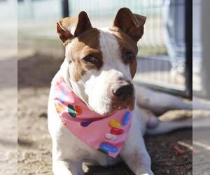 American Staffordshire Terrier-Unknown Mix Dogs for adoption in San Antonio, TX, USA
