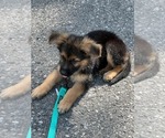 Small Photo #93 German Shepherd Dog Puppy For Sale in LA FAYETTE, NY, USA