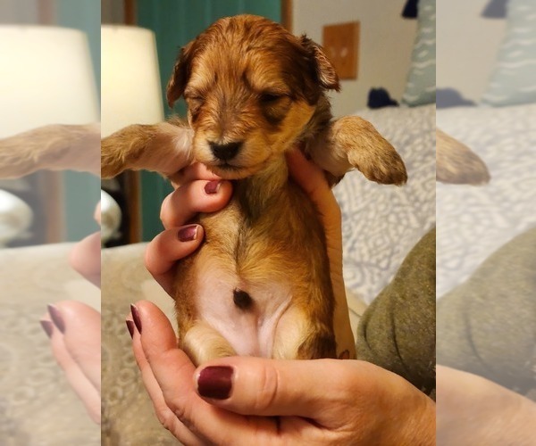 Medium Photo #5 YorkiePoo Puppy For Sale in ALGER, OH, USA