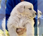 Small Photo #4 Golden Retriever Puppy For Sale in MEADOW VISTA, CA, USA