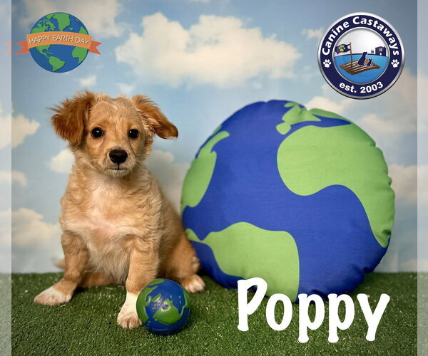 Medium Photo #3 Tibetan Spaniel Puppy For Sale in Arcadia, FL, USA