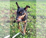 Small #4 Miniature Pinscher