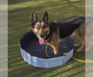German Shepherd Dog-Unknown Mix Dogs for adoption in Las Vegas, NV, USA