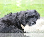 Small Photo #7 Bernedoodle Puppy For Sale in CHRISTIANA, PA, USA