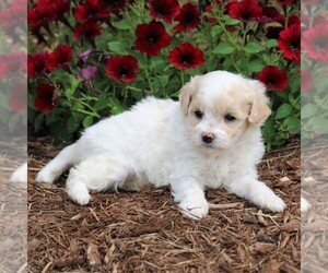 Maltipoo Puppy for sale in SUNBURY, PA, USA