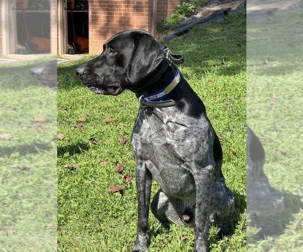 Medium Photo #1 German Shorthaired Pointer Puppy For Sale in BOOMER, NC, USA