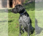 Small Photo #1 German Shorthaired Pointer Puppy For Sale in BOOMER, NC, USA