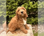 Small #1 Goldendoodle (Miniature)
