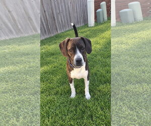 Chachi Boy - Male Boglen Terrier Dog for Adoption - Photo #3