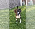 Small Photo #3 Boglen Terrier Puppy For Sale in Omaha, NE, USA