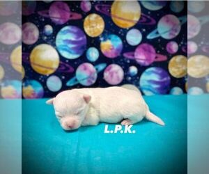 Chihuahua Puppy for sale in WINNSBORO, LA, USA