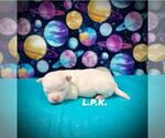 Image preview for Ad Listing. Nickname: Levi