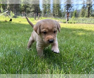 Labrador Retriever Puppy for sale in THOMPSON FALLS, MT, USA