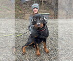 Small #2 Rottweiler