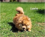 Small Photo #1 Pomeranian Puppy For Sale in MIDDLEBURY, IN, USA
