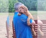 Small Photo #2 Dogue de Bordeaux Puppy For Sale in MONROE, GA, USA