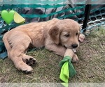 Litter of 10 - Male(s) and Female(s) Golden RetrieverLitter of Puppies for Sale - Photo #2