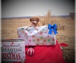 Small Photo #40 Bordoodle Puppy For Sale in OLATHE, CO, USA