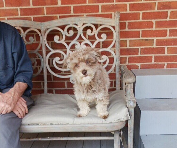 Medium Photo #1 Havanese Puppy For Sale in WINSTON SALEM, NC, USA