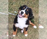 Small #1 Bernese Mountain Dog