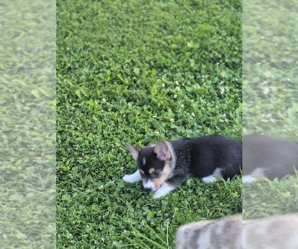 Medium Photo #3 Pembroke Welsh Corgi Puppy For Sale in WINFIELD, PA, USA