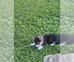 Small #2 Pembroke Welsh Corgi