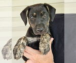Small #3 Mutt
