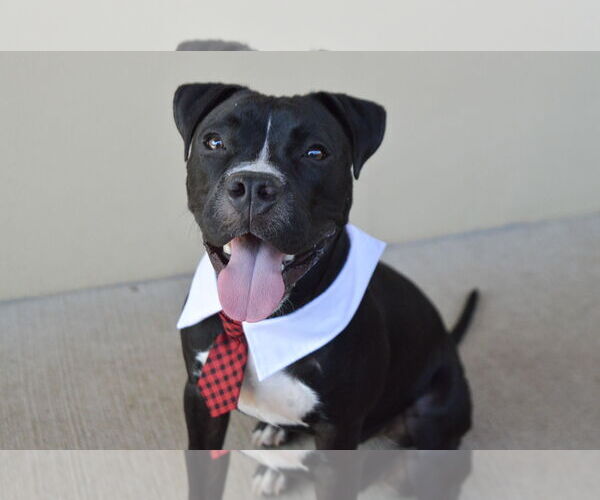 Medium Photo #1 American Pit Bull Terrier-Unknown Mix Puppy For Sale in McKinney, TX, USA