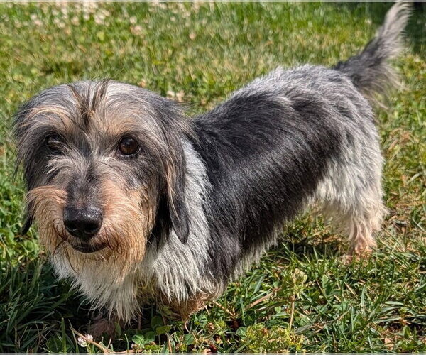 Medium Photo #4 Dachshund Puppy For Sale in Shelbyville, TN, USA