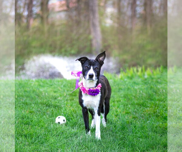 Medium Photo #4 Border Collie-Unknown Mix Puppy For Sale in Unionville, PA, USA