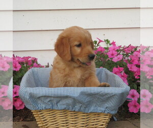 English Cream Golden Retriever Puppy for Sale in ATHENS, Wisconsin USA