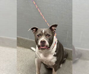 Medium American Pit Bull Terrier Mix