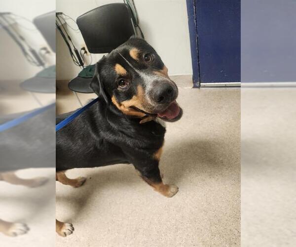 Medium Photo #1 Rottweiler-Unknown Mix Puppy For Sale in Bakersfield, CA, USA
