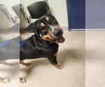 Small Rottweiler Mix