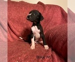 Small Photo #2 Great Dane Puppy For Sale in LIBERTY, MO, USA