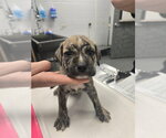 Small American Pit Bull Terrier Mix