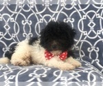 Small Photo #8 Poochon Puppy For Sale in LAKELAND, FL, USA
