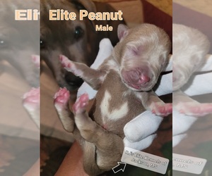 American Pit Bull Terrier Puppy for sale in JACKSON, MS, USA